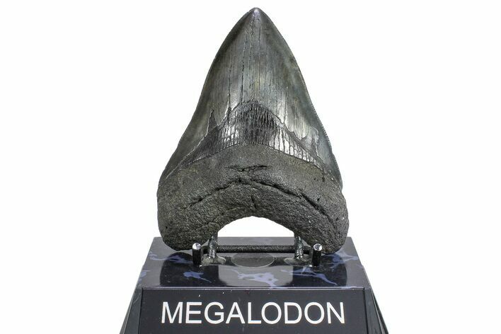 Serrated, Fossil Megalodon Tooth - South Carolina #362264